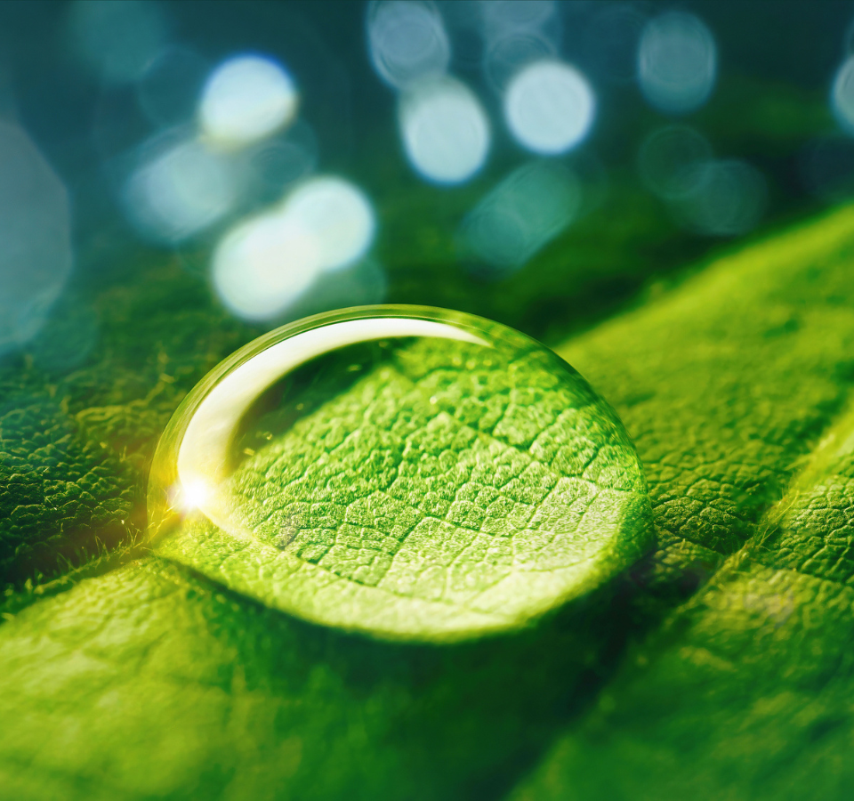 Beauty transparent drop of water on a green leaf macro with sun glare. Beautiful artistic image of environment nature in spring or summer.